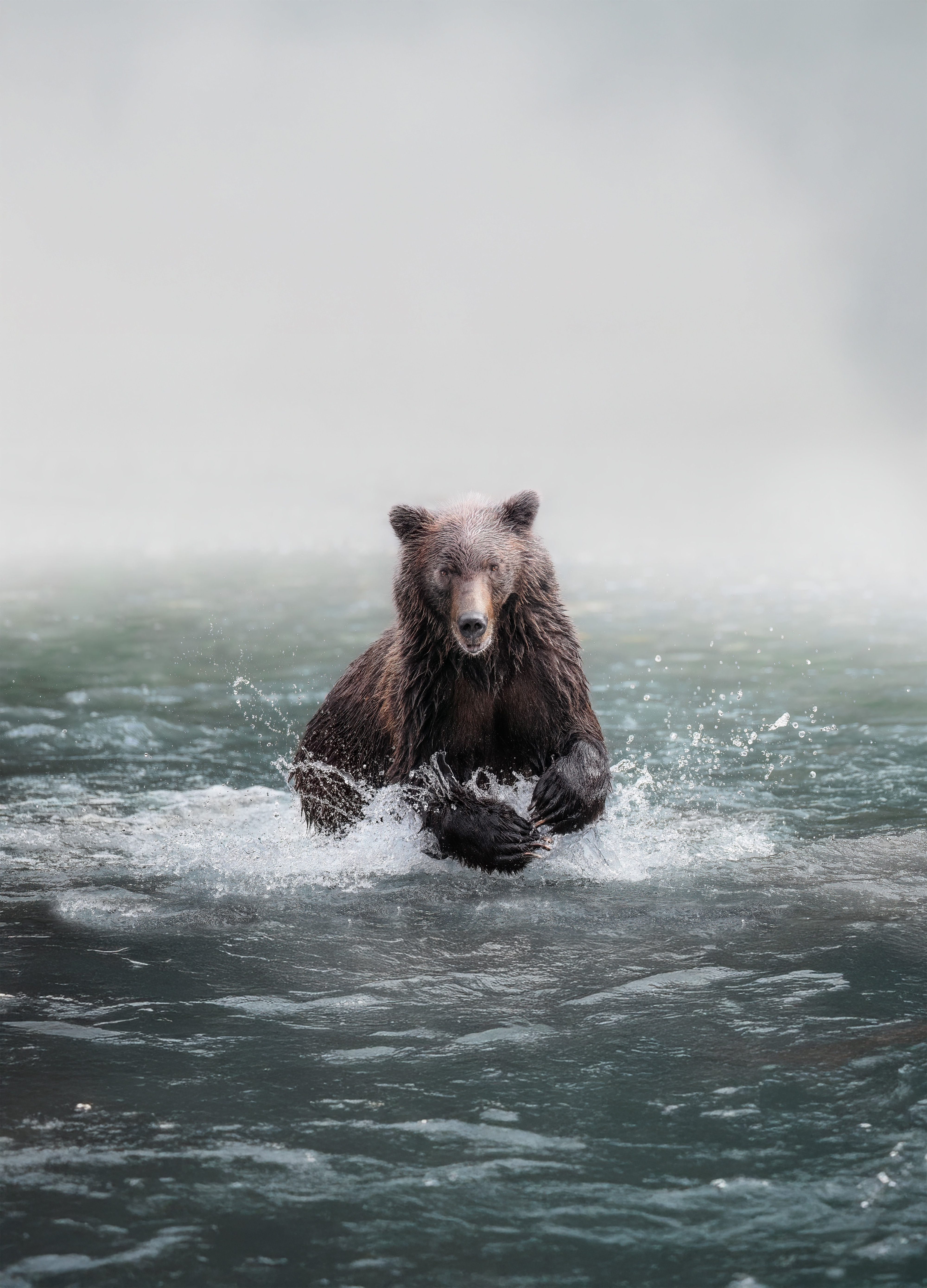 KlahooseWildernessResort GrizzlyBear CreditChaseTeron Kopie2