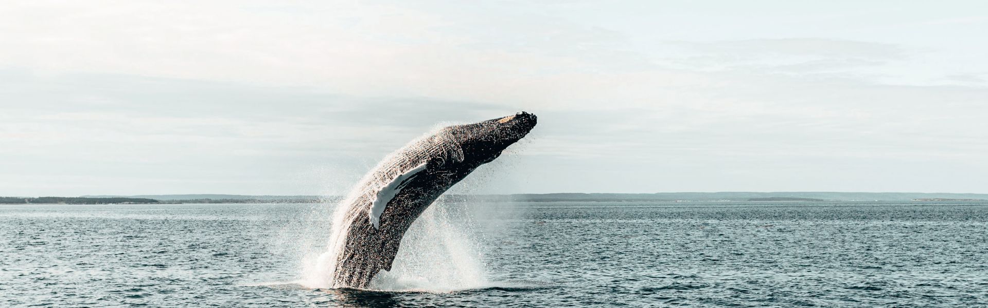 Whale watching NEW BRUNSWICK 1