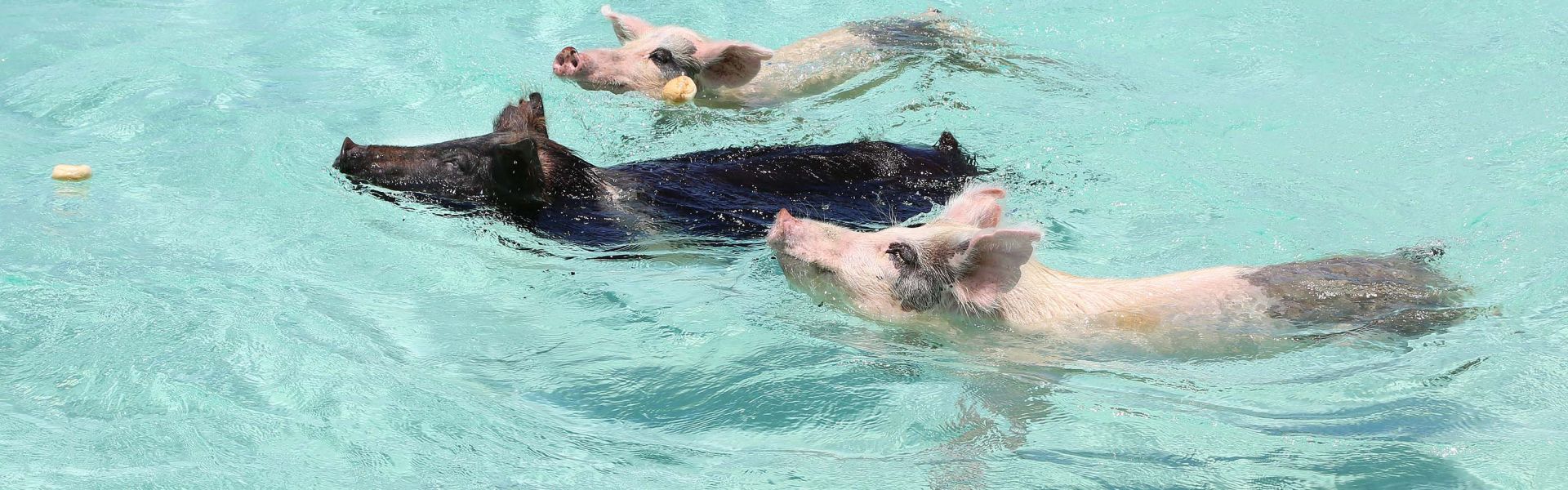 exuma pigs 14