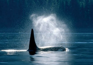 18 Tage Wildes Westkanada: Orcas, Bären und Inside Passage