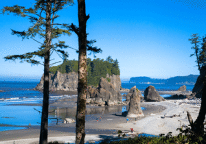 Seattle: Olympic National Park Tour