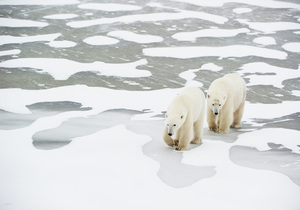 6 Tage Eisbären im Herbst in der Hudson Bay
