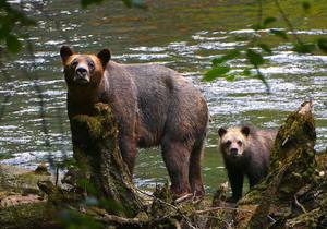 Grizzly Bears of the Wild: First Nations Wildlife Journey im Great Bear Rainforest