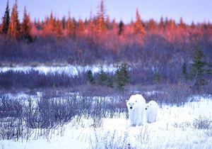 11 Tage Lodge Safari zu den Eisbären in der Hudson Bay