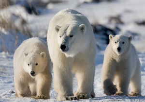 7 Tage Great Ice Bear - Polarbären und Aurora Borealis im Herbst