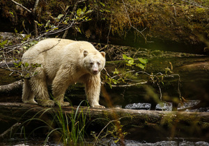 Grizzly und Spirit Bear Viewing in der Spirit Bear Lodge
